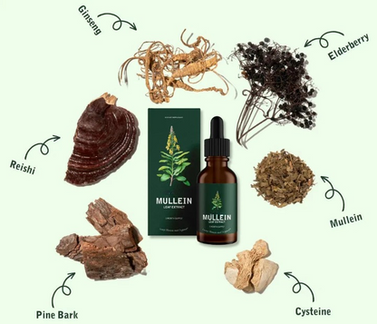 Mullein + Chlorophyll